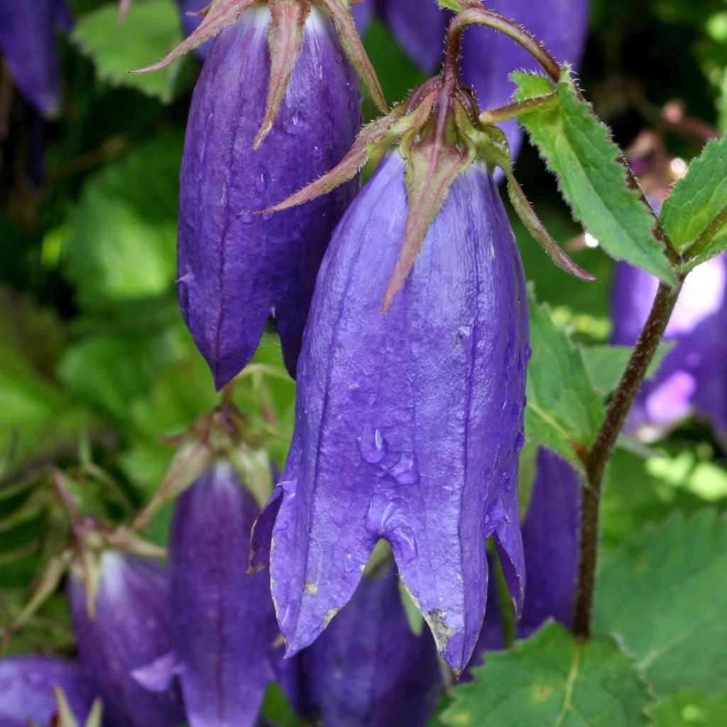 Campanula Sarastro - Campanule hybride