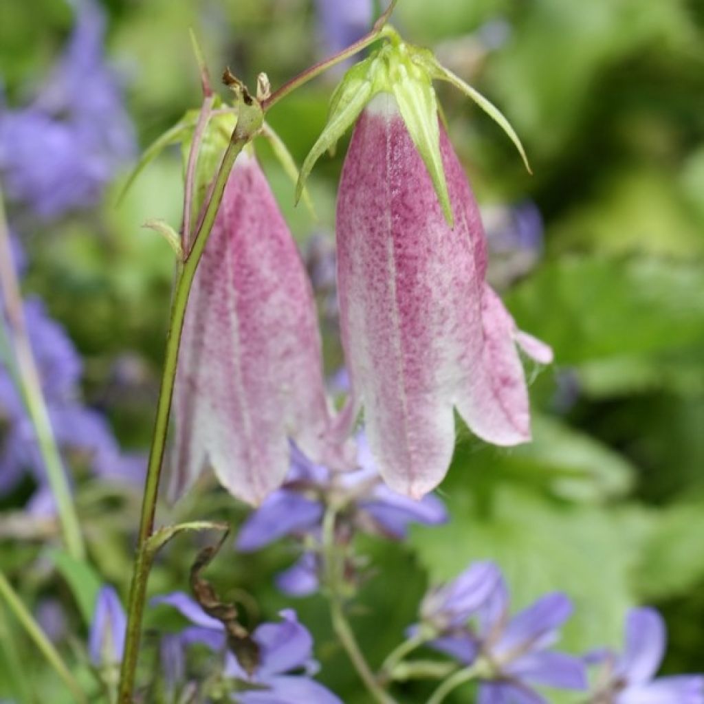 Campanule takesimana Elisabeth - Campanule de Corée