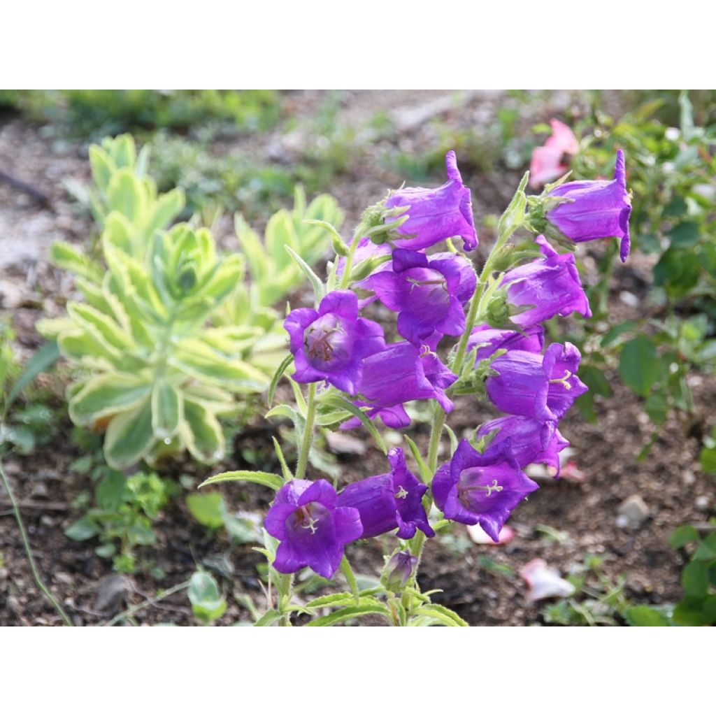 Marien-Glockenblume (Samen) - Campanula medium