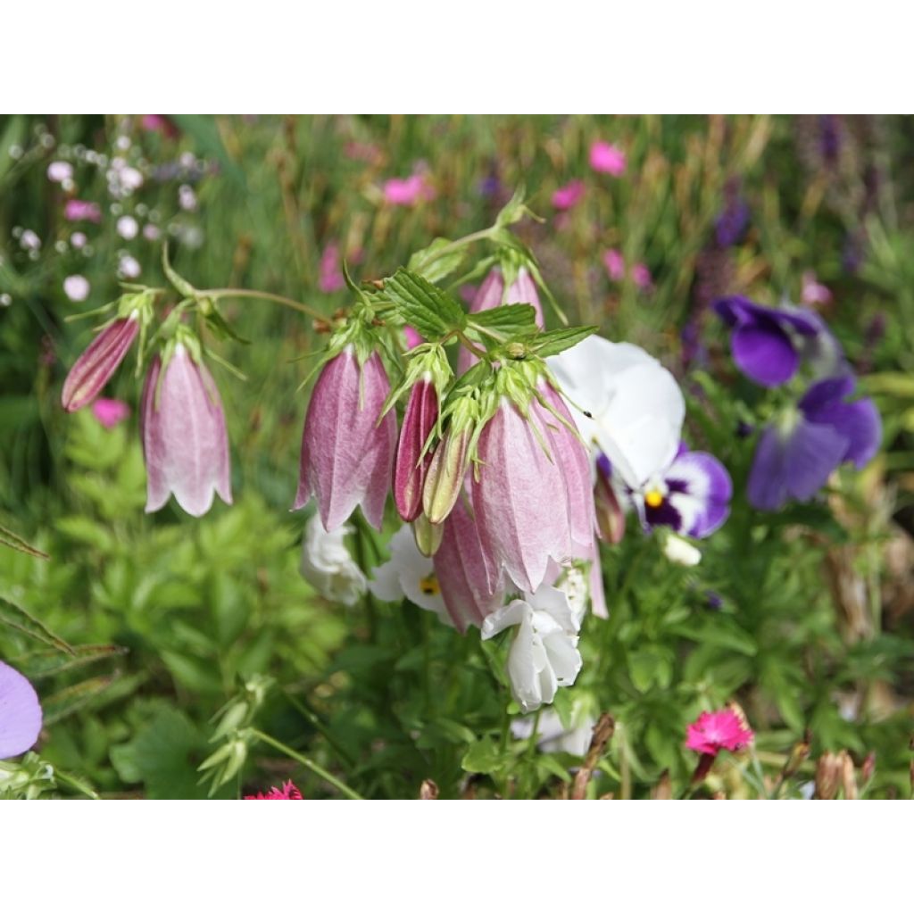 Campanula takesimana Elisabeth - Korea-Glockenblume