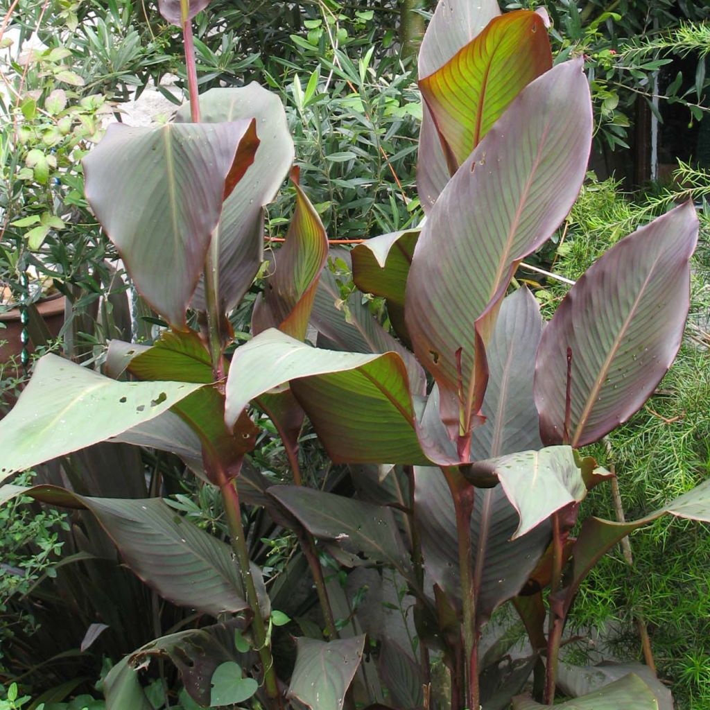 Blumenrohr Purpurea - Canna indica