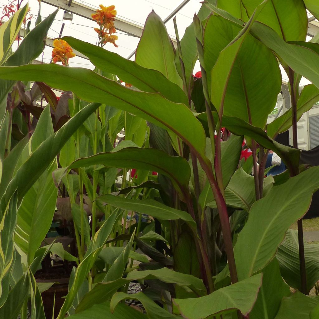 Blumenrohr Musaefolia - Canna