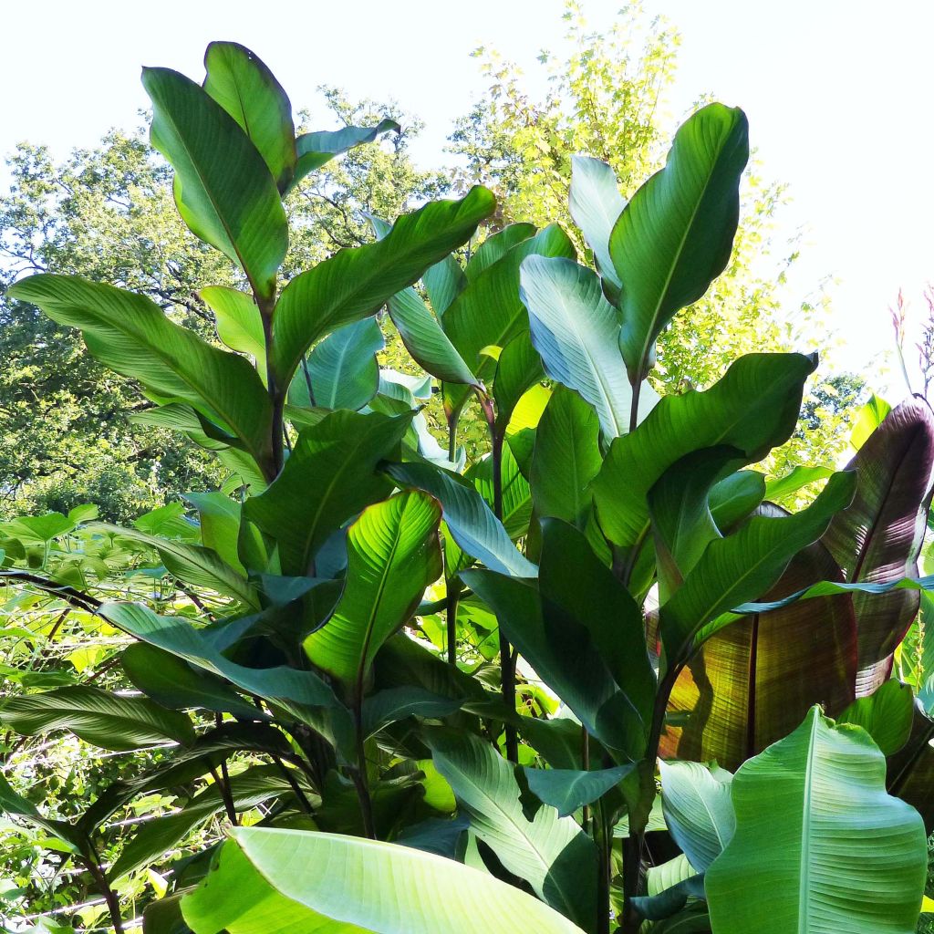 Blumenrohr Musaefolia - Canna