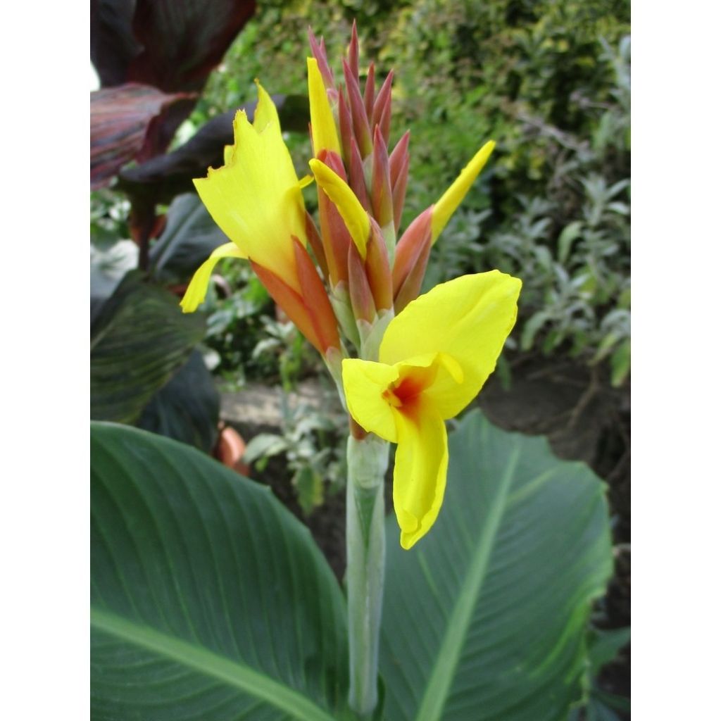 Blumenrohr Talisman - Canna