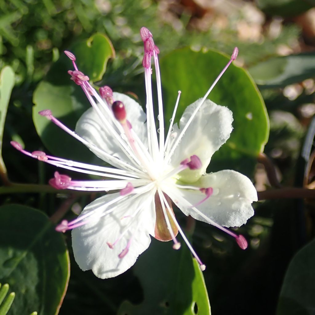 Capparis spinosa Inermis