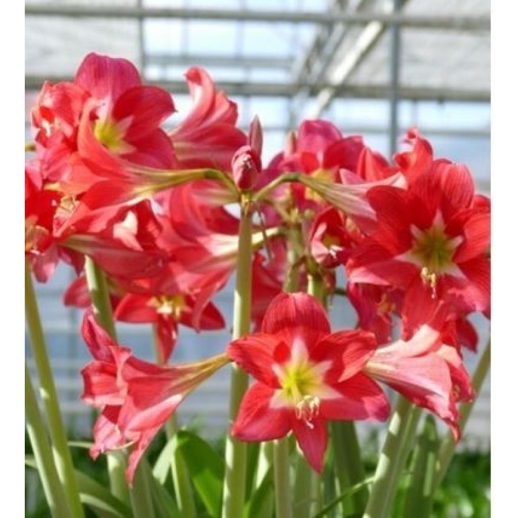 Hippeastrum Striped Garden - Ritterstern