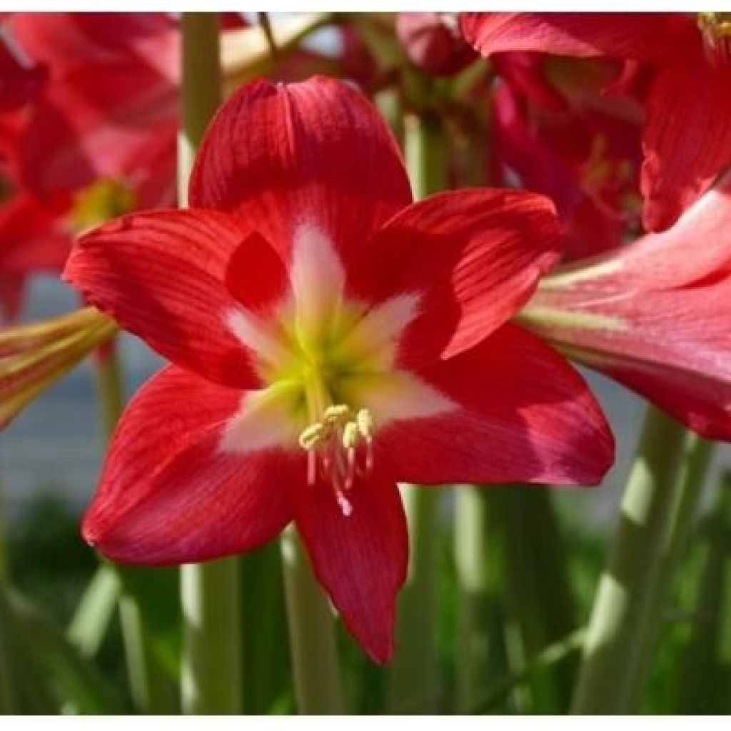 Hippeastrum Striped Garden - Ritterstern