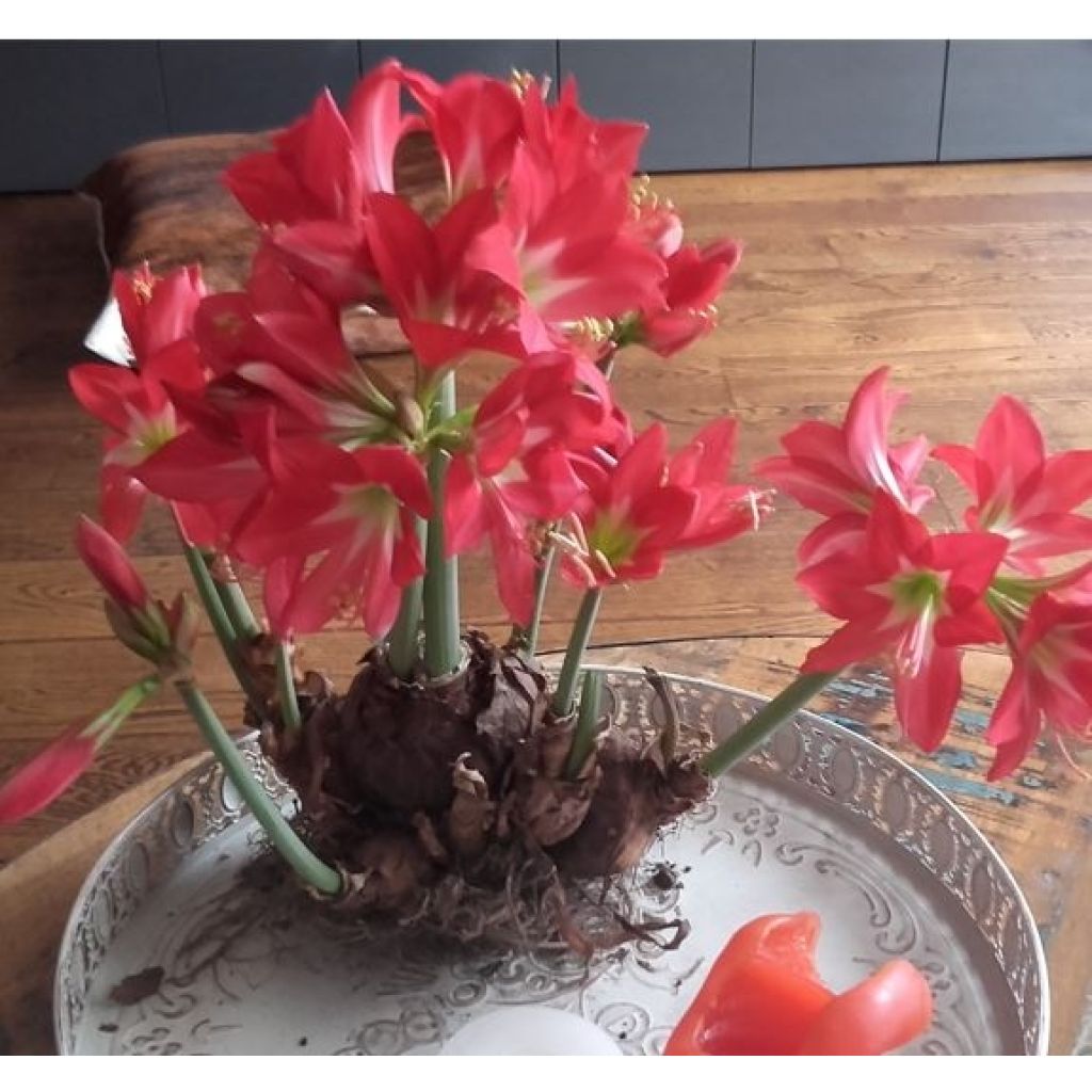 Hippeastrum Striped Garden - Ritterstern