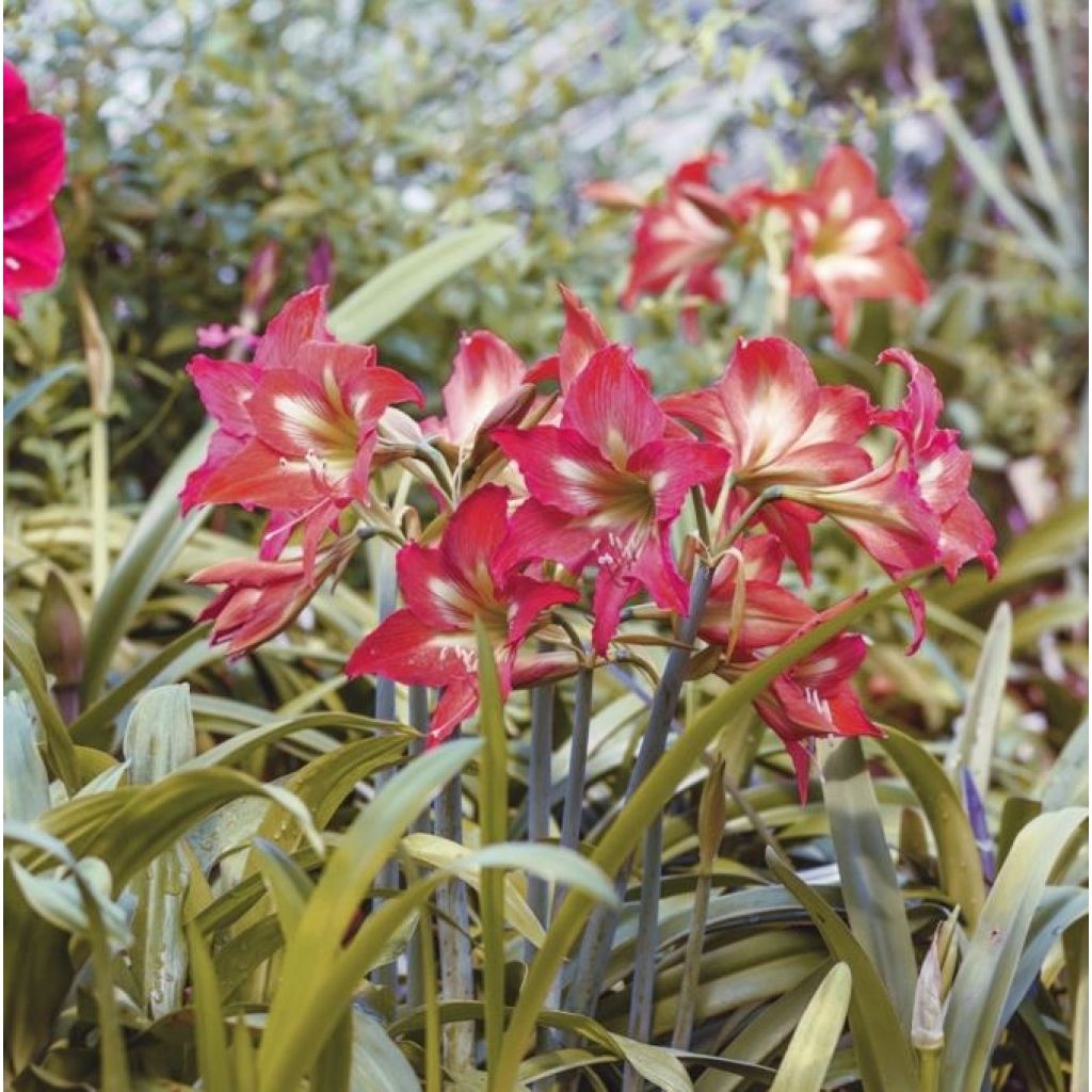 Hippeastrum Striped Garden - Ritterstern