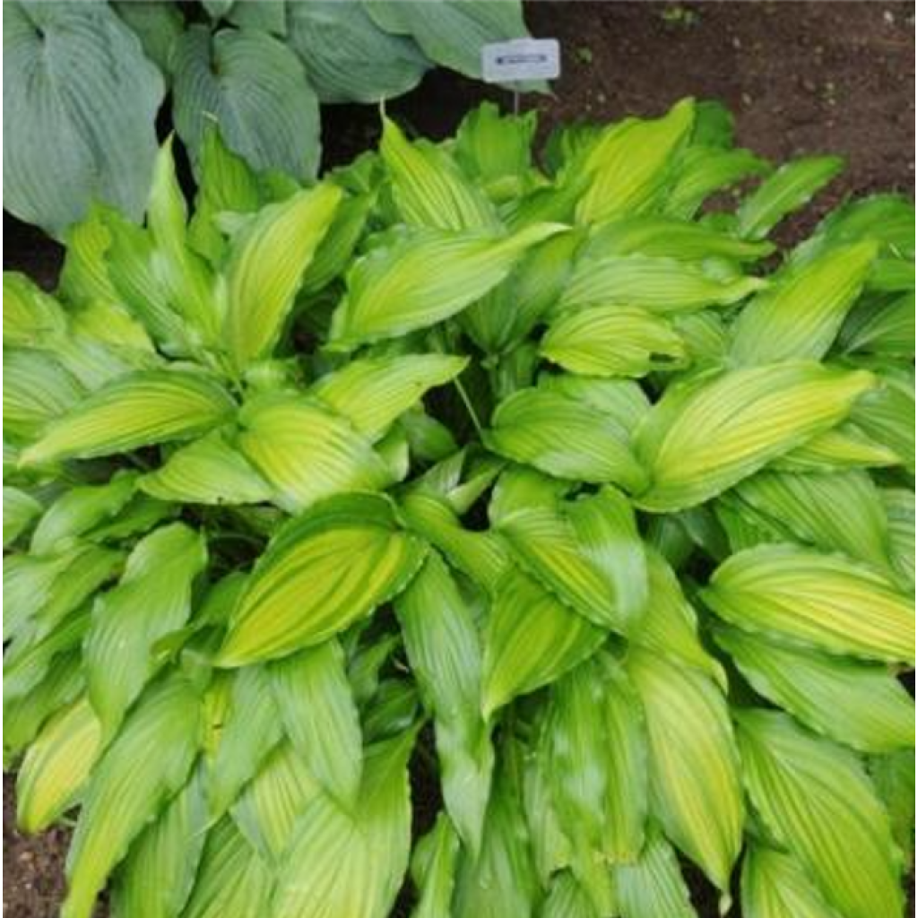 Hosta Spritzer - Garten-Funkie