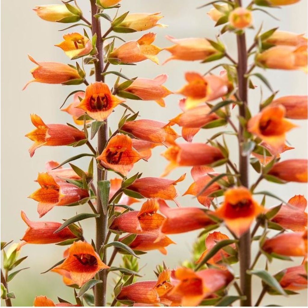 Digitalis Firecracker - Fingerhut