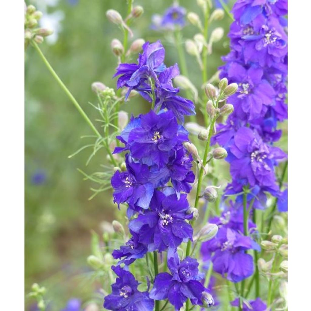 Delphinium consolida DelQIS White Blue Edge (Samen) - Acker-Rittersporn