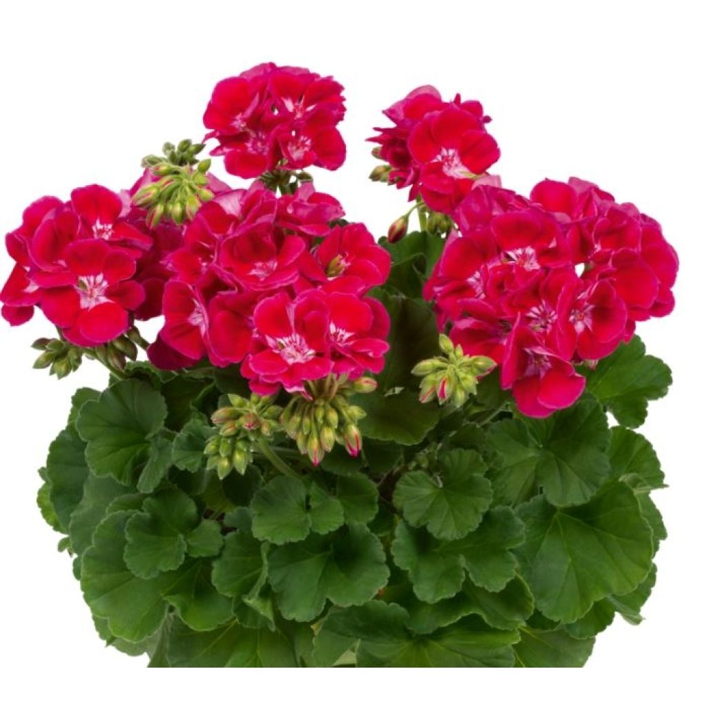 Zonal-Pelargonie Flowerfairy Red Splash - Pelargonium