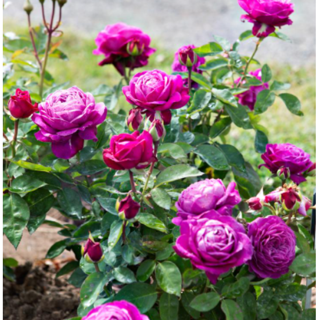 Rosa polyantha Heidi Klum