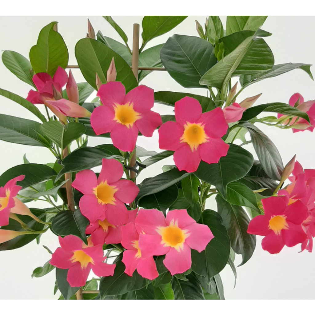 Dipladenia Diamantina Quartz Pink & Yellow - Mandevilla