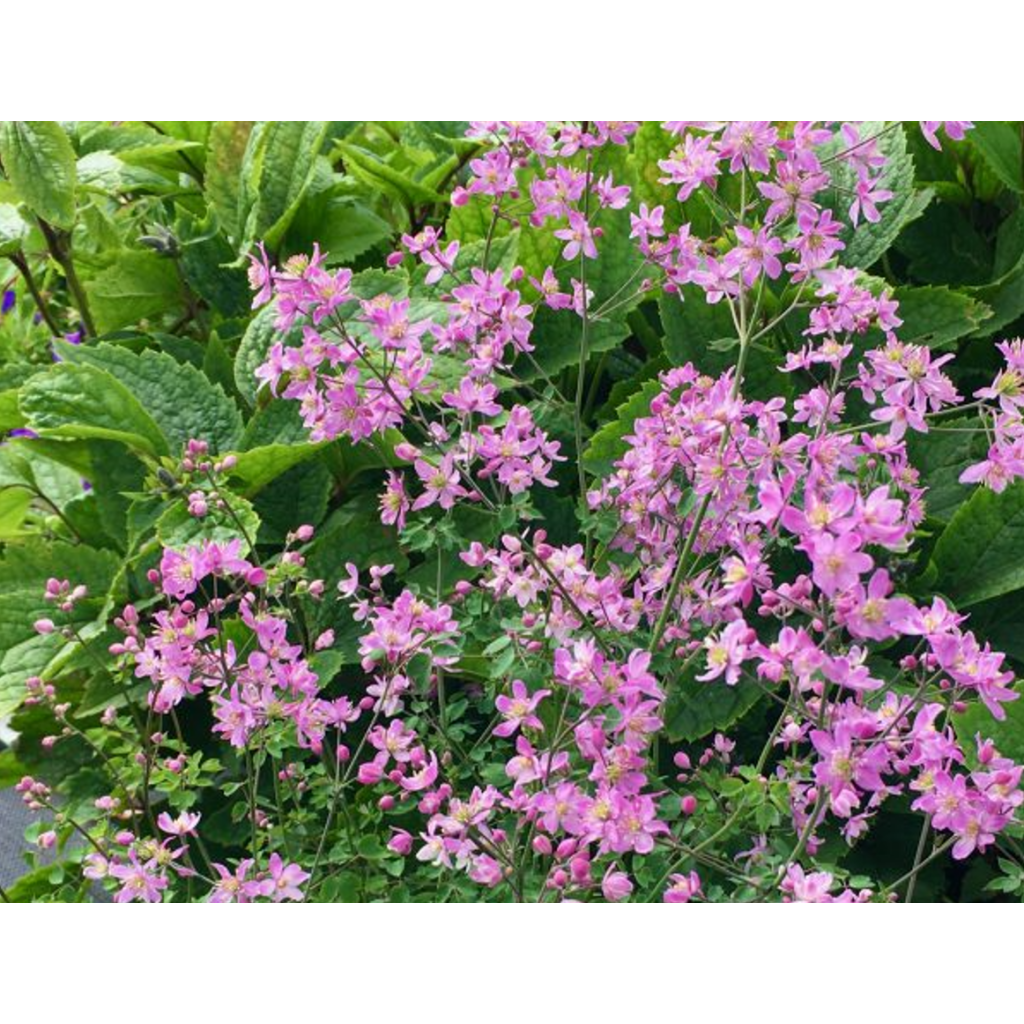 Thalictrum aquilegifolium Fairy Wings - Akeleiblättrige Wiesenraute