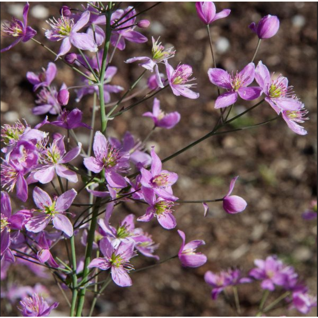 Thalictrum aquilegifolium Fairy Wings - Akeleiblättrige Wiesenraute