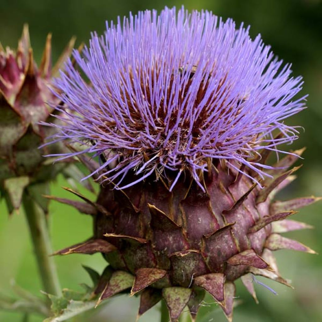 Wilde Artischocke var. altilis - Cynara cardunculus