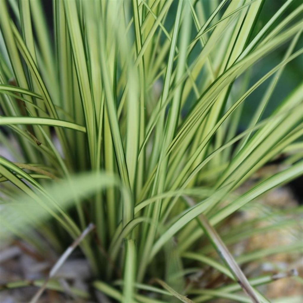 Carex brunnea Jenneke - Segge