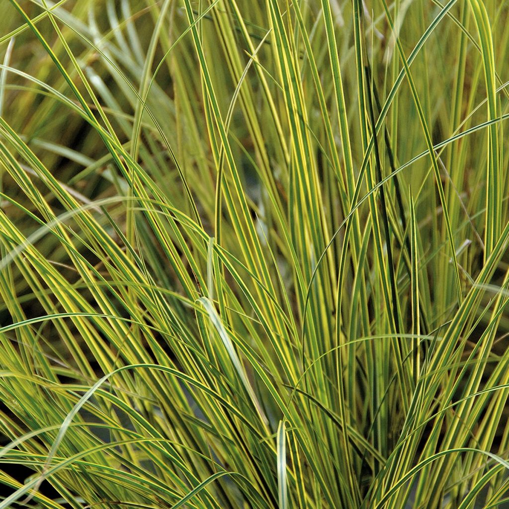 Carex brunnea Aureovariegata - Segge