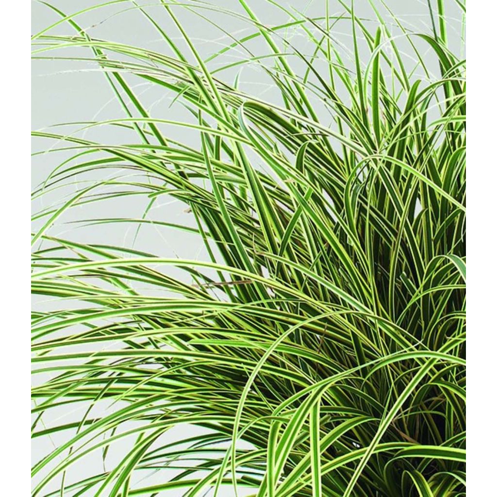 Carex brunnea Jenneke - Segge