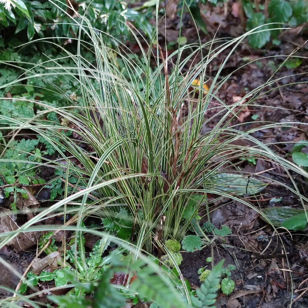 Carex brunnea Variegata - Segge