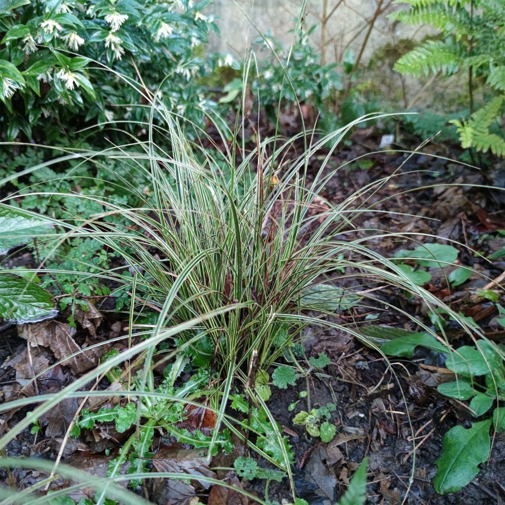 Carex brunnea Variegata - Segge