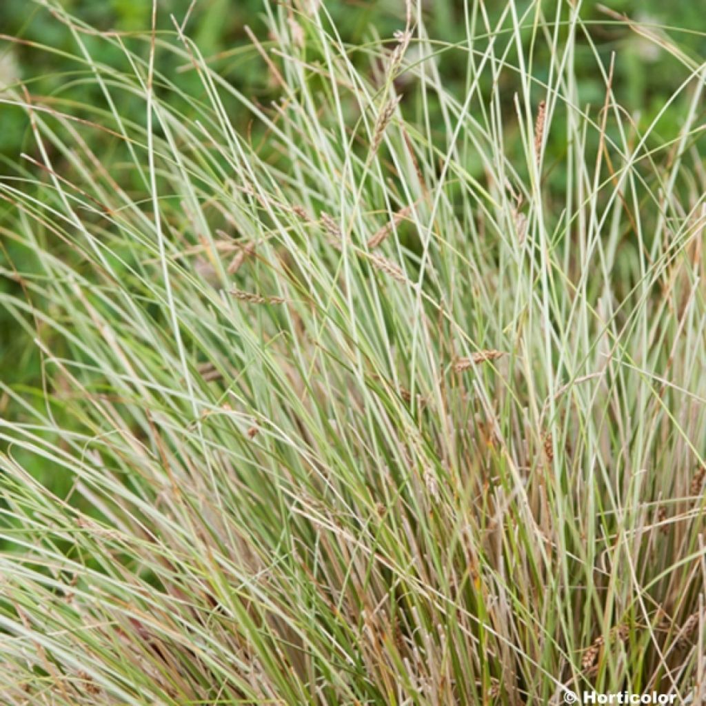 Carex buchananii Viridis - Fuchsrote Neuseeland-Segge