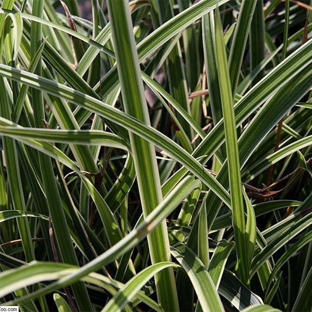 Carex morrowii Variegata - Japan-Segge