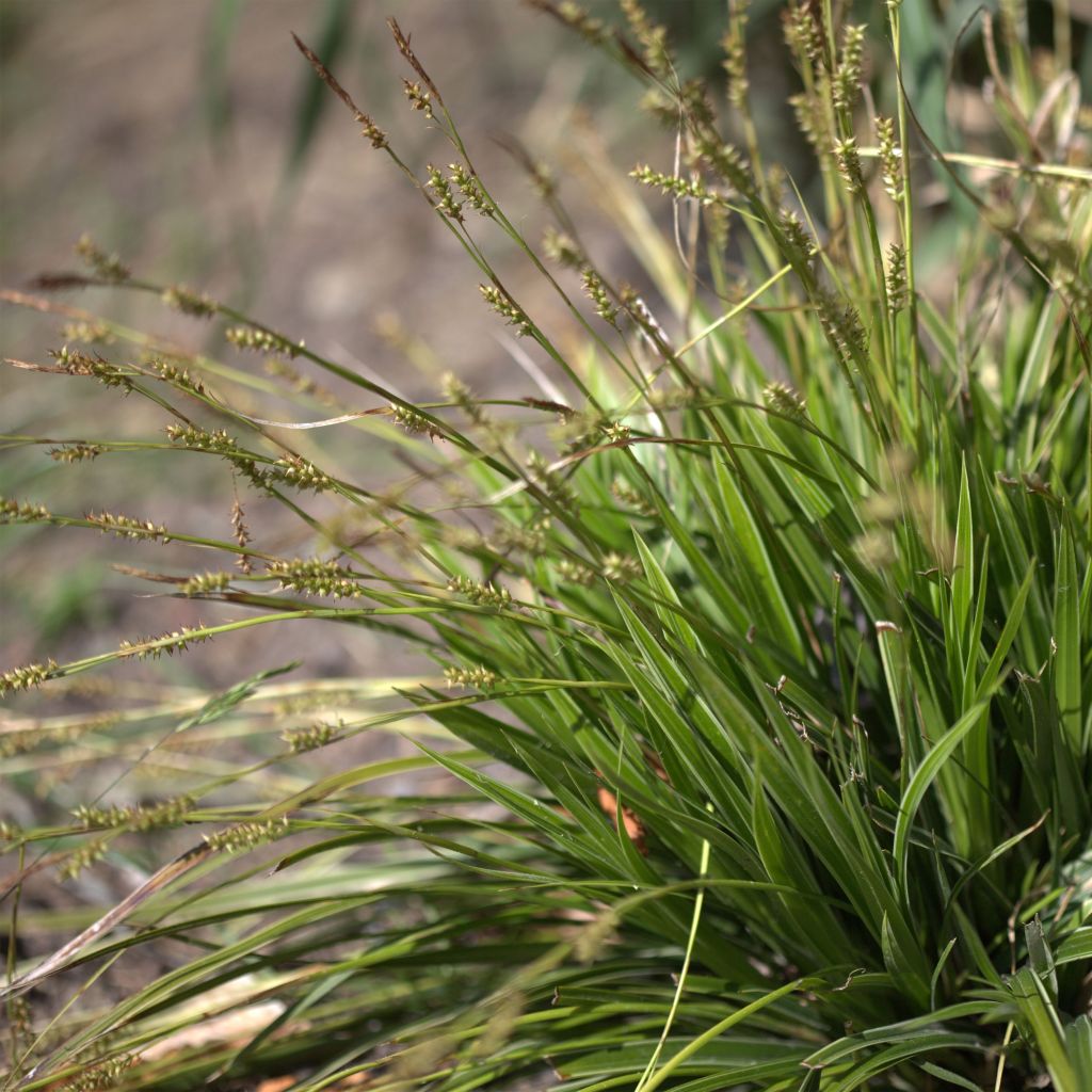 Carex morrowii Variegata - Japan-Segge