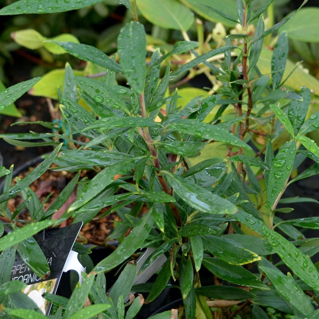 Carpenteria californica