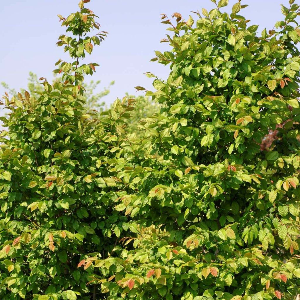 Hainbuche Stegemanns Primus - Carpinus betulus