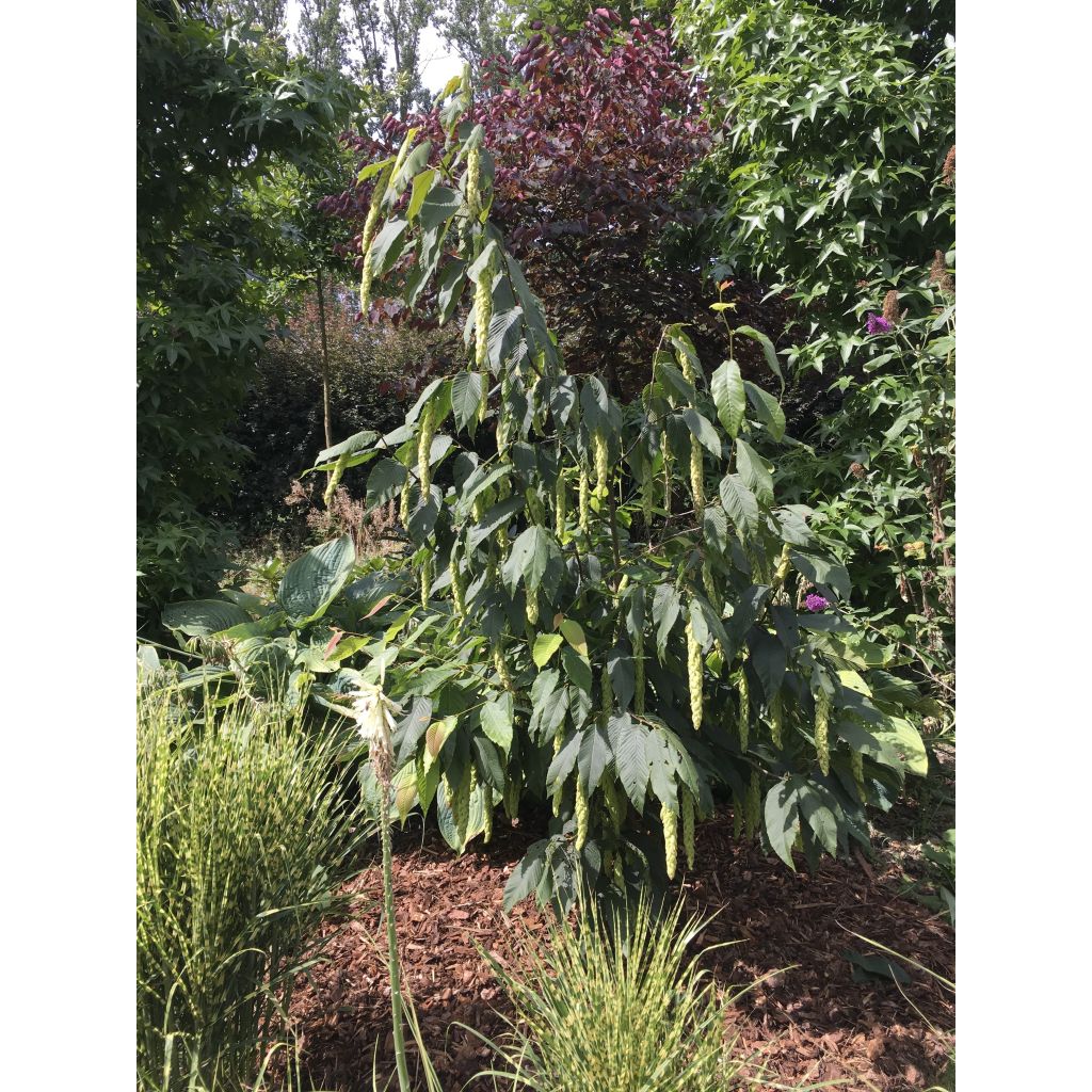 Hopfen Hainbuche - Carpinus fangiana