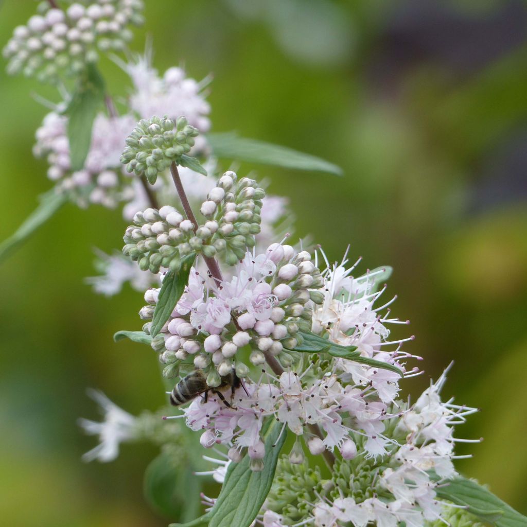 Bartblume Pink Perfection - Caryopteris clandonensis