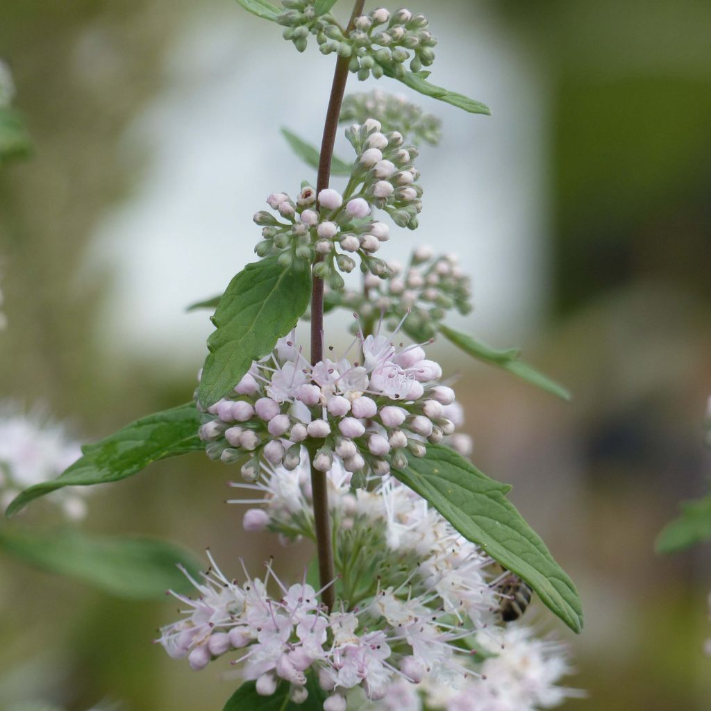 Bartblume Pink Perfection - Caryopteris clandonensis