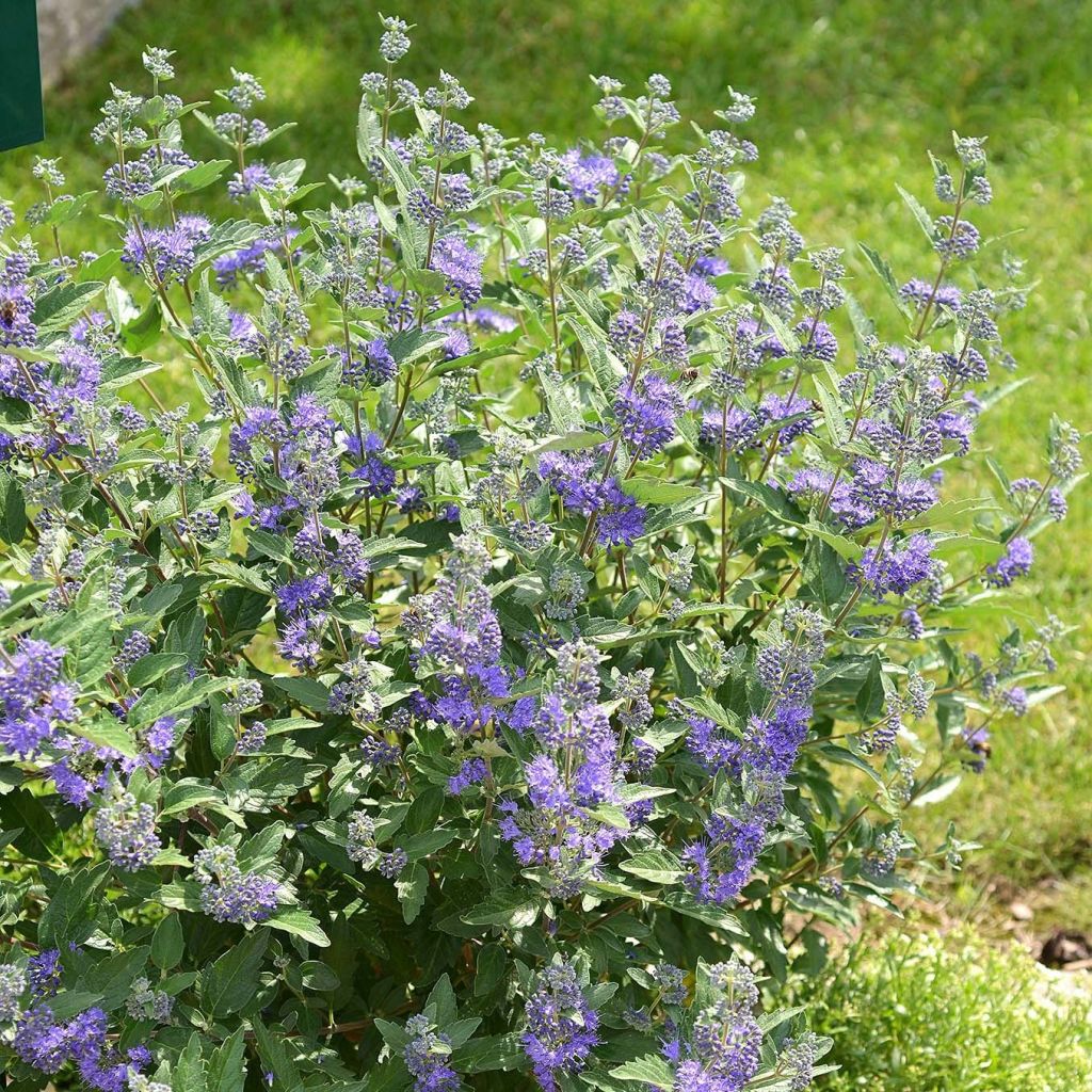 Bartblume Blue Balloon - Caryopteris clandonensis