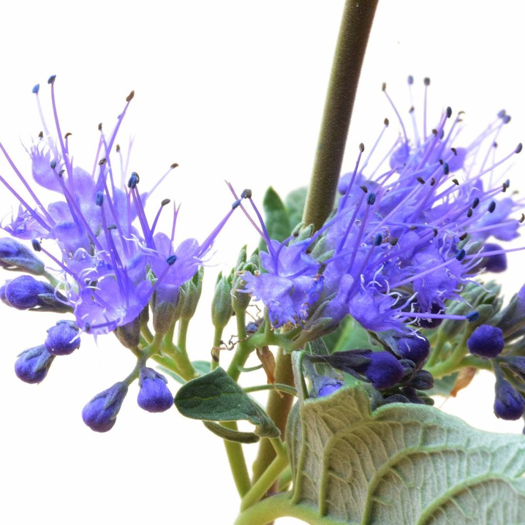 Bartblume Blue Balloon - Caryopteris clandonensis