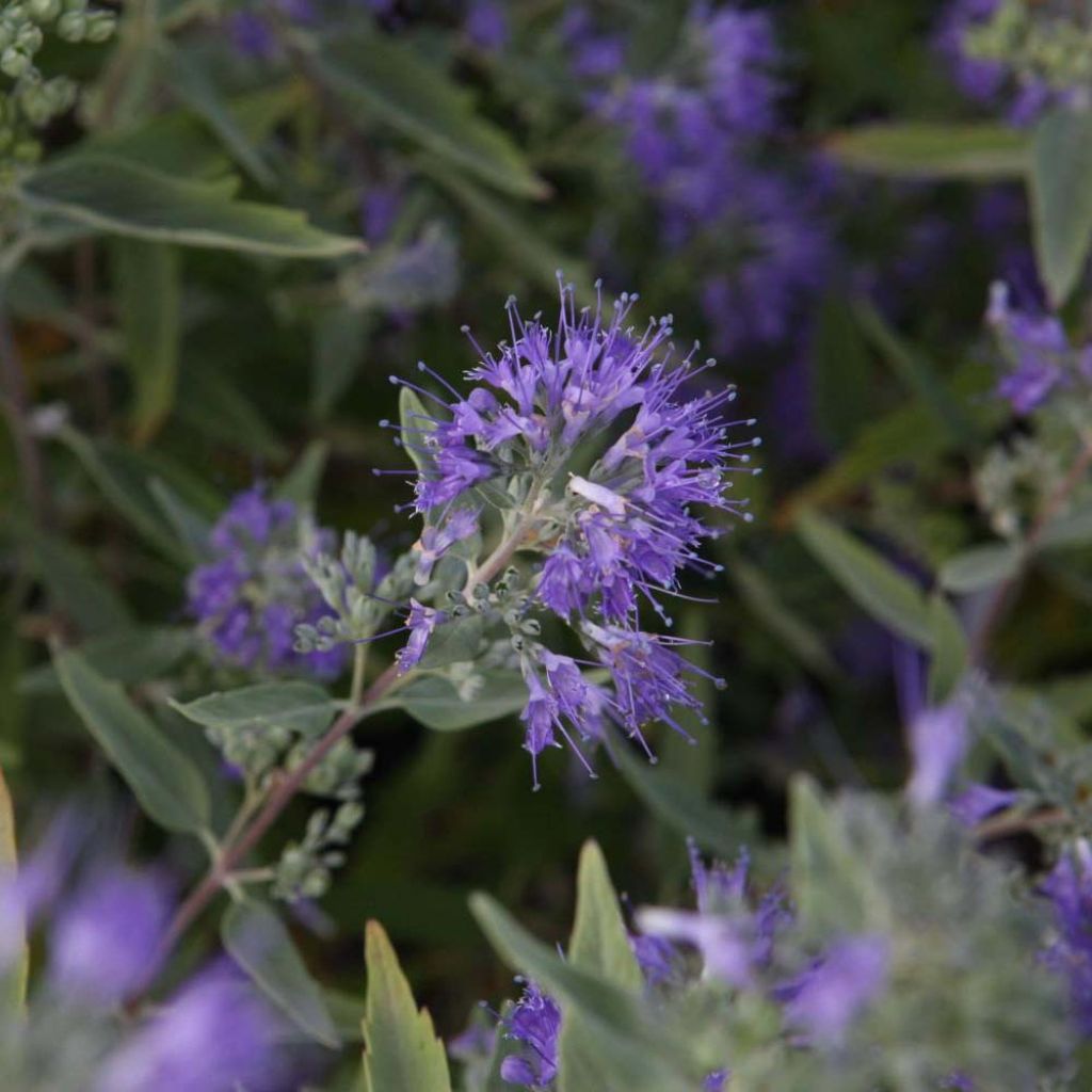 Bartblume Ferndown - Caryopteris clandonensis