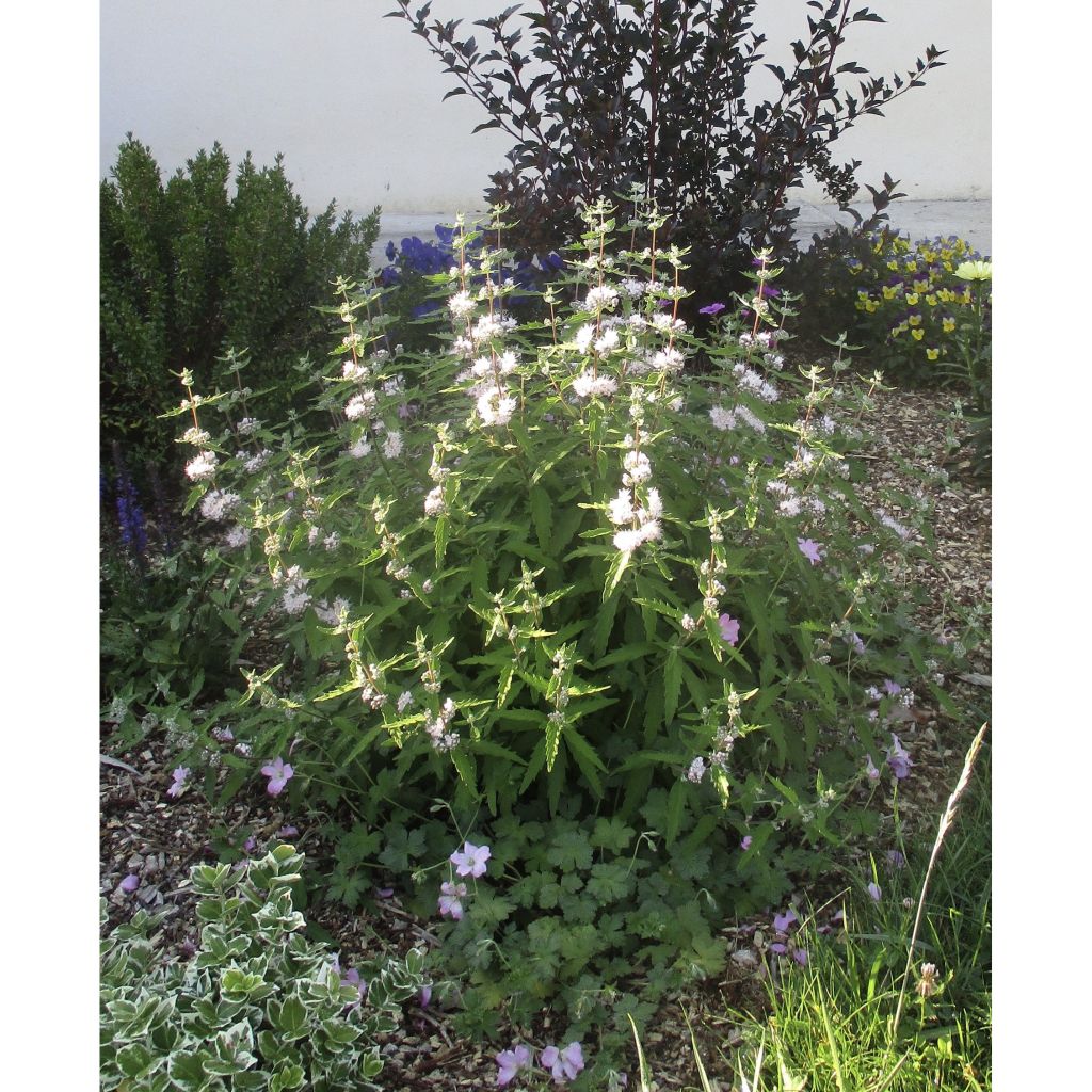 Bartblume Pink Perfection - Caryopteris clandonensis