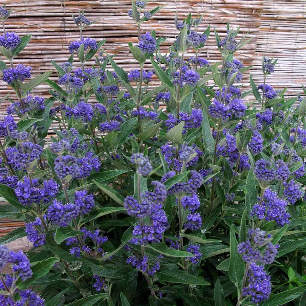 Bartblume Thetis - Caryopteris clandonensis