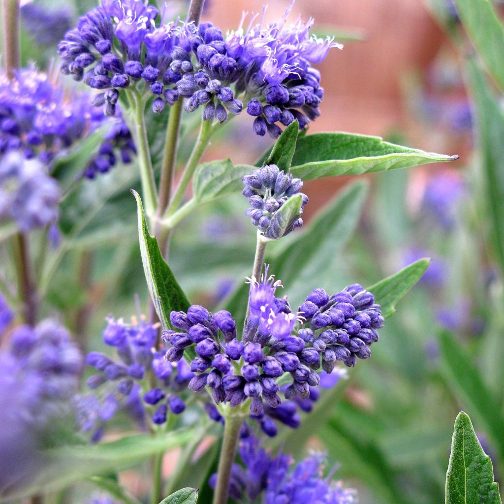 Bartblume Thetis - Caryopteris clandonensis