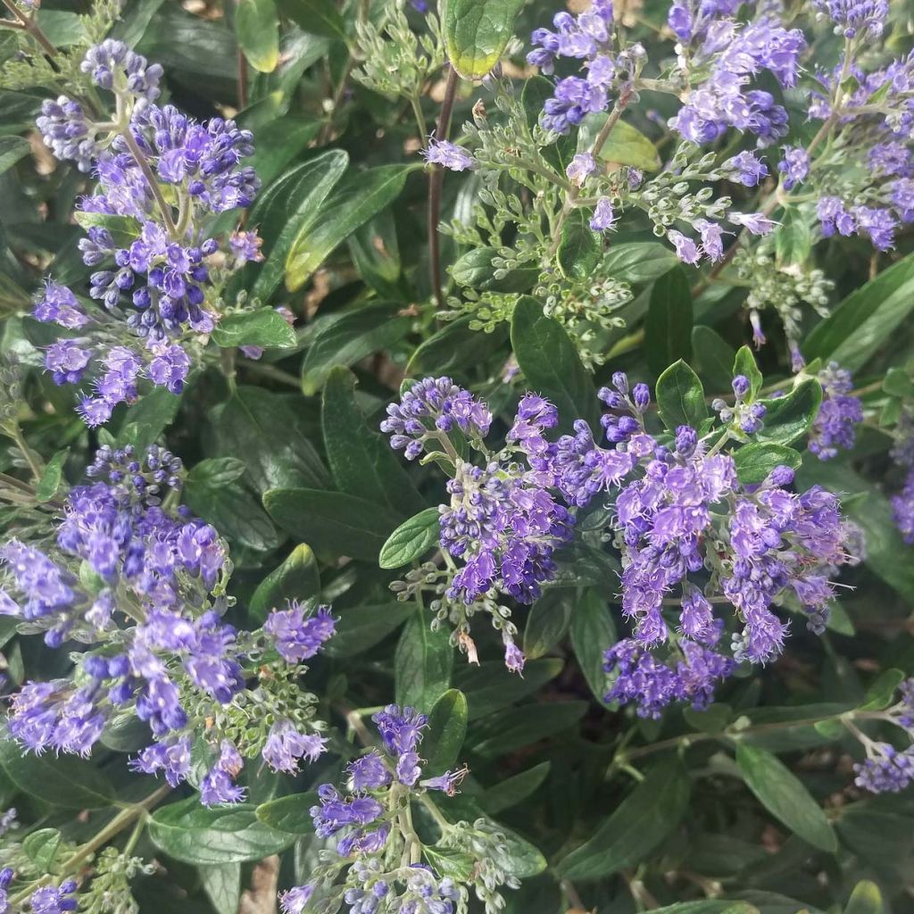 Bartblume Petit Bleu - Caryopteris clandonensis