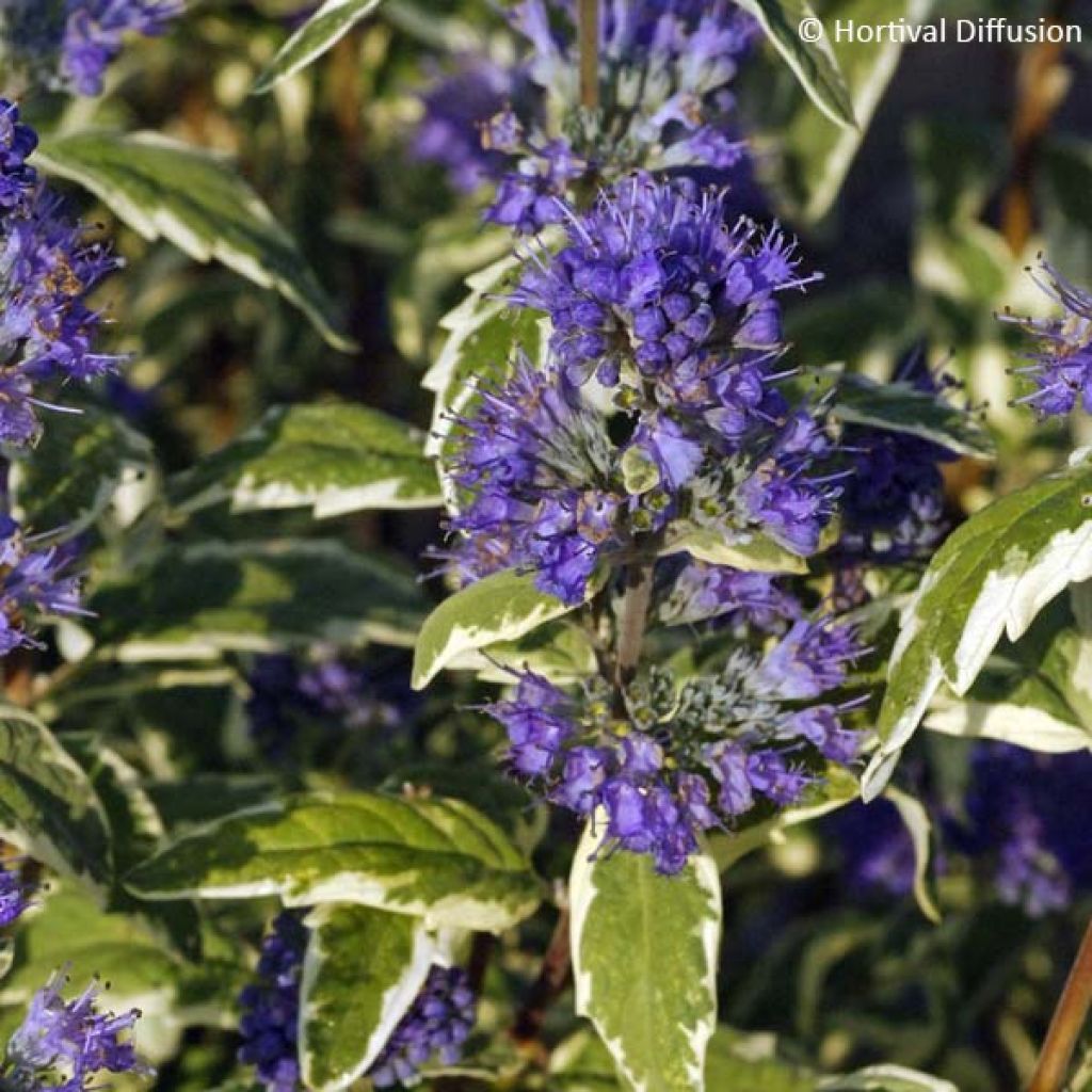 Bartblume White Surprise - Caryopteris clandonensis