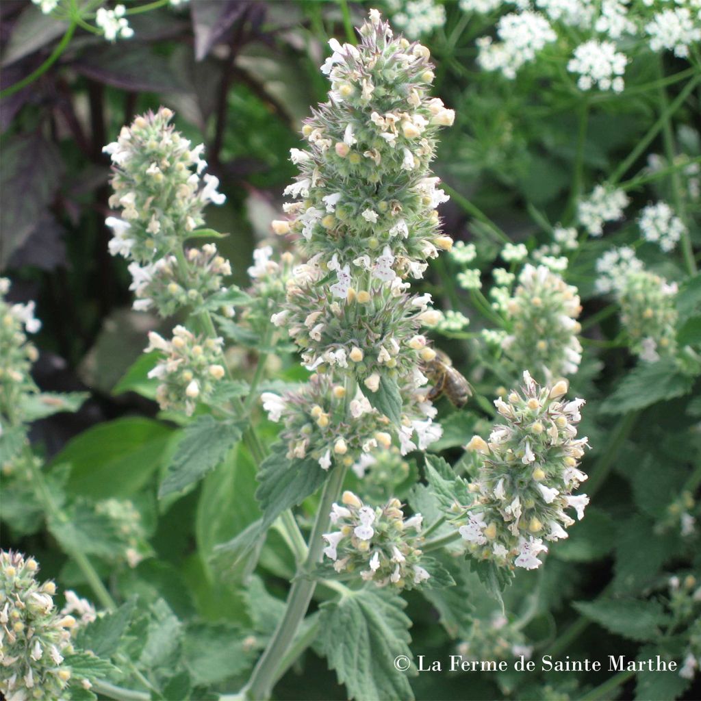 Echte Katzenminze - Ferme de Sainte Marthe - Nepeta cataria