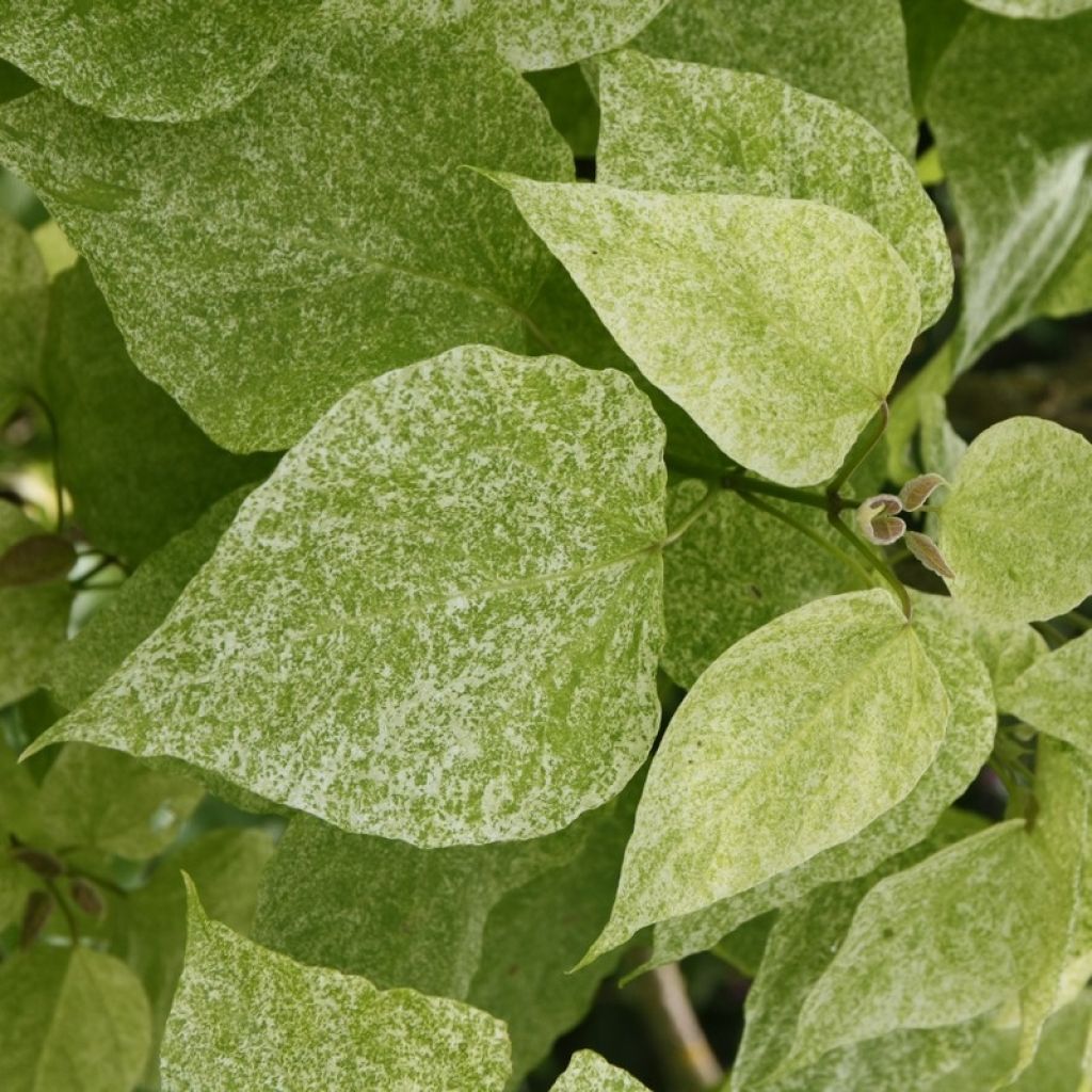 Prächtiger Trompetenbaum Pulverulenta - Catalpa speciosa