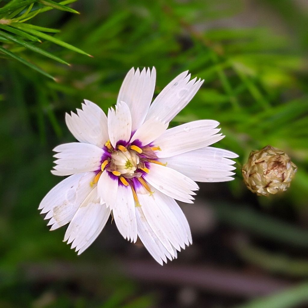 Catananche caerulea Alba - Blaue Rasselblume