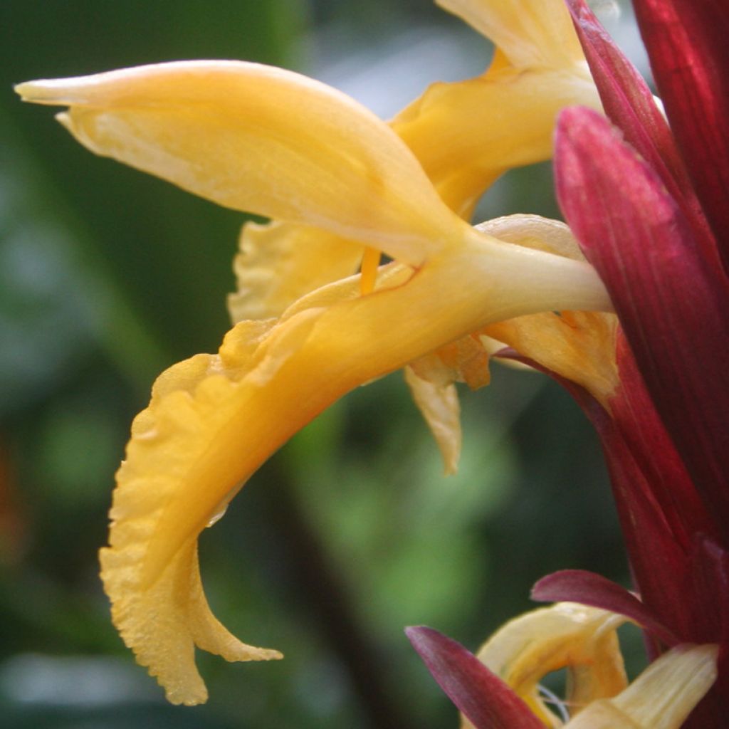 Cautleya spicata Robusta - Gingembre de l'Himalaya