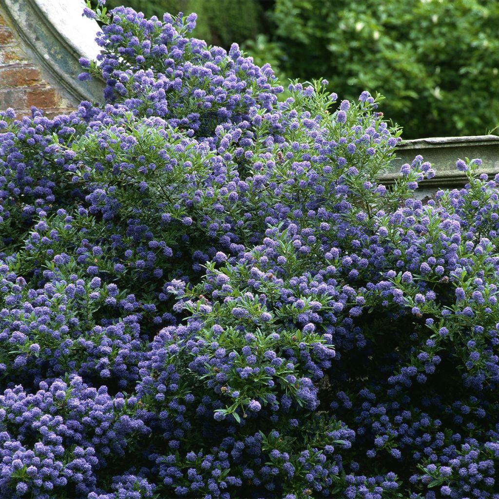 Säckelblume Autumnal Blue - Ceanothus