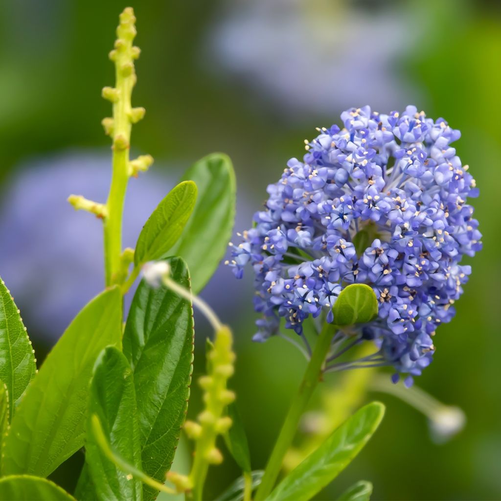 Säckelblume Autumnal Blue - Ceanothus