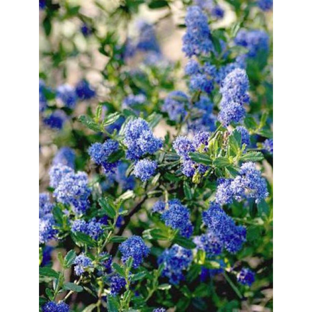 Säckelblume Italian Skies - Ceanothus foliosus